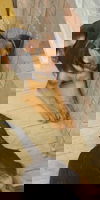 Briar