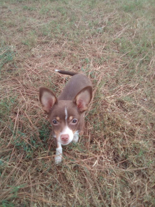 Stella