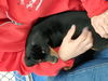 Linc