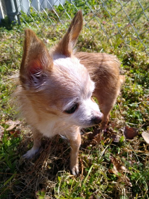 Sonny