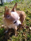 Sonny