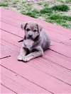 adoptable Dog in rocky mount, NC named Carlotta