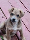 adoptable Dog in , NC named Felix