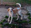 adoptable Dog in rocky mount, NC named Delilah