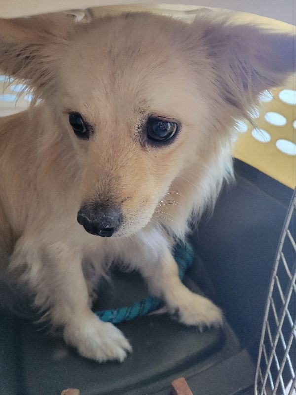 adoptable Dog in Rocky Mount, NC named Bobby