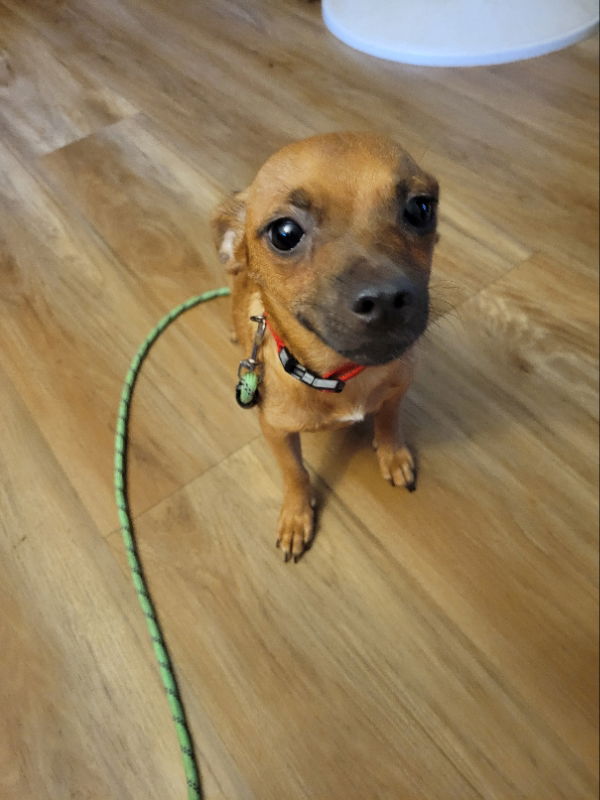 adoptable Dog in Rocky Mount, NC named Alexis