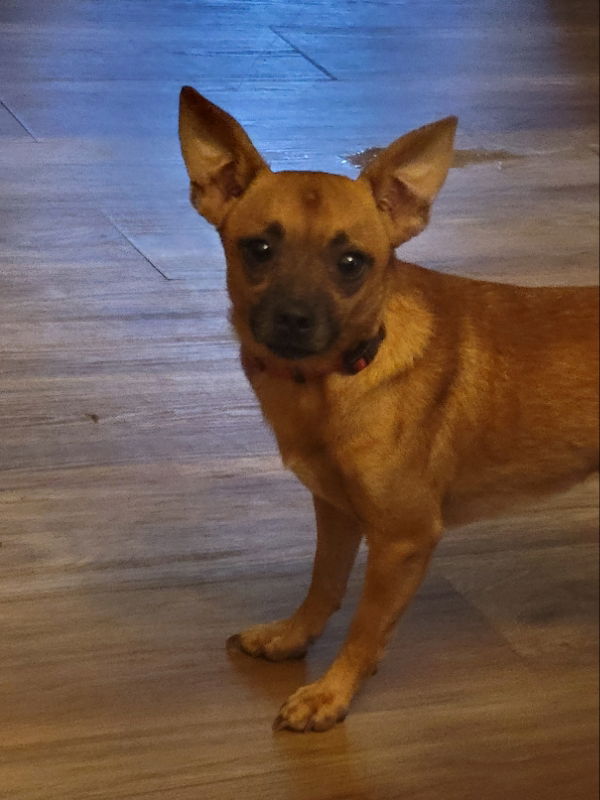 adoptable Dog in Rocky Mount, NC named Archer