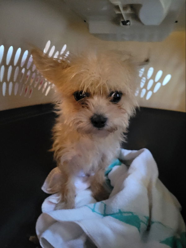 adoptable Dog in Rocky Mount, NC named Arizona
