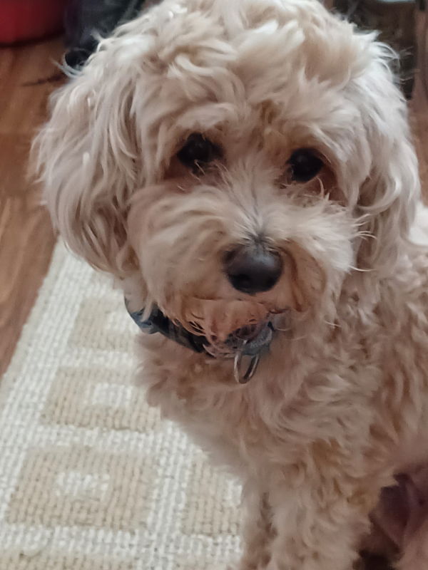 adoptable Dog in Rocky Mount, NC named Saint