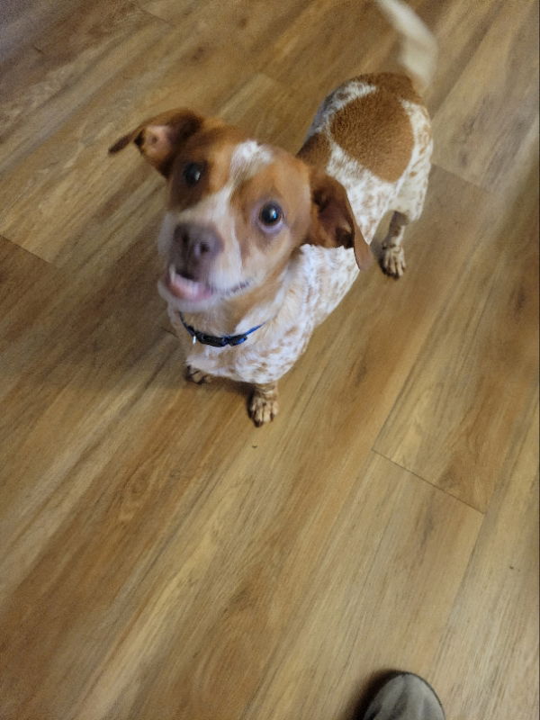 adoptable Dog in Rocky Mount, NC named Harvey