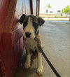 Louie