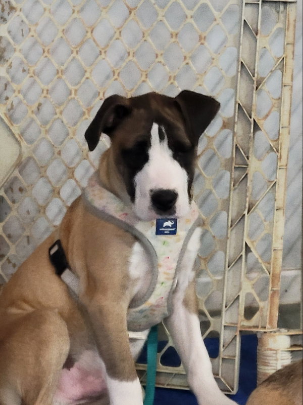 Louie