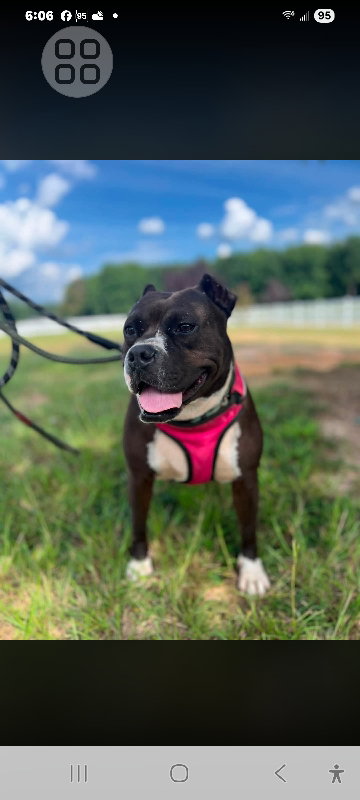 Sloane, Boxer