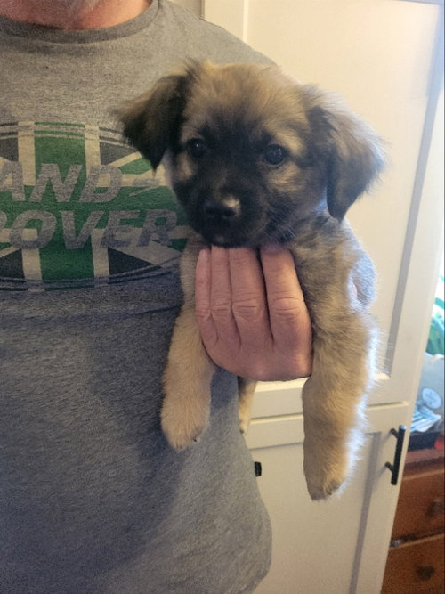 Ziva, an adoptable Chihuahua in Rocky Mount, NC