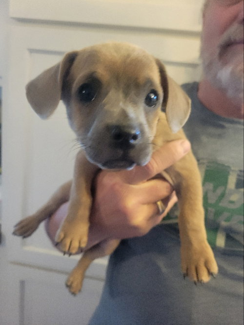 Sutton, an adoptable Chihuahua in Rocky Mount, NC