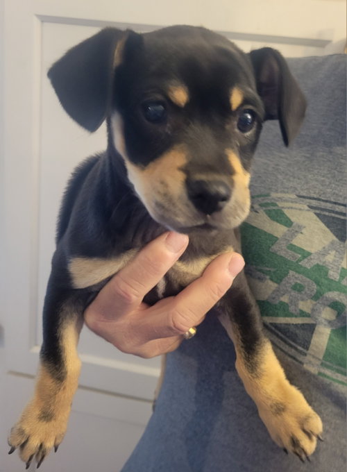 Skylar, an adoptable Chihuahua in Rocky Mount, NC