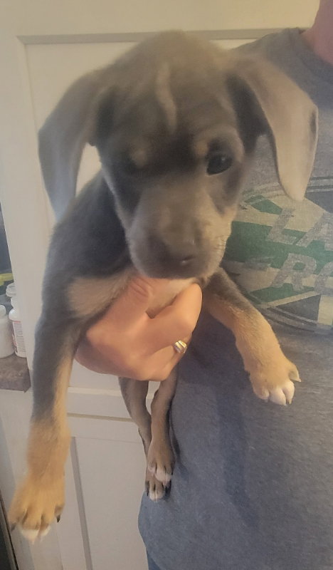 Ferris, an adoptable Chihuahua in Rocky Mount, NC