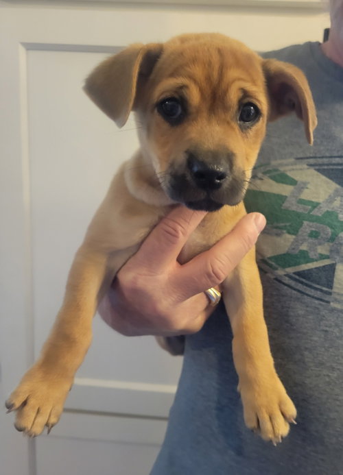 Malcolm, an adoptable Chihuahua in Rocky Mount, NC