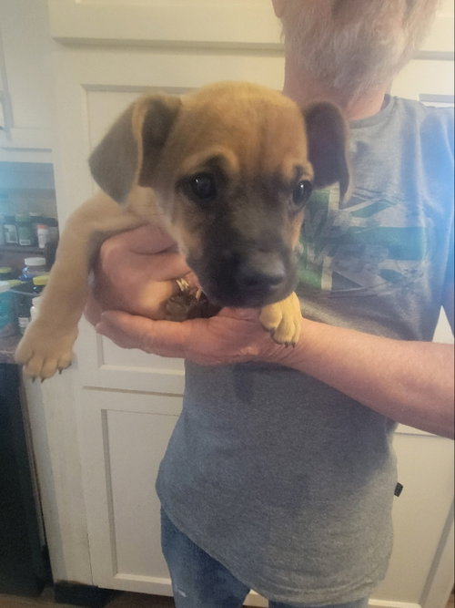 Graham, an adoptable Chihuahua in Rocky Mount, NC