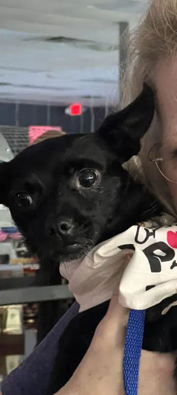 Smoke - Chihuahua