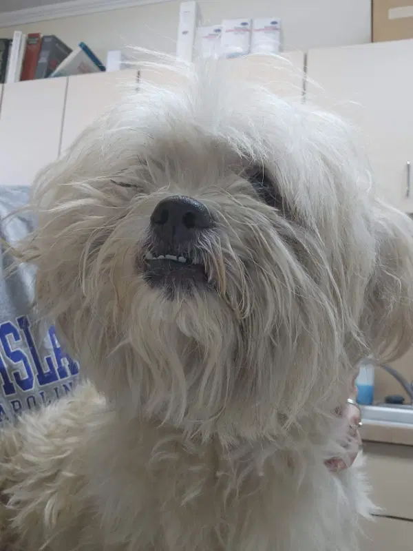 Scampy - Maltese