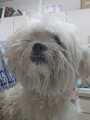 Scampy