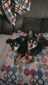 Chico [pointy ears]