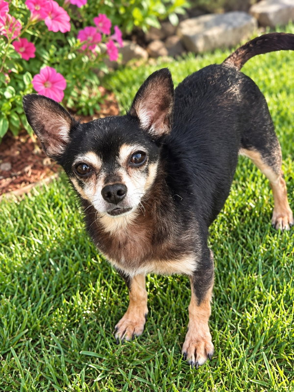 Chico [pointy ears], Chihuahua