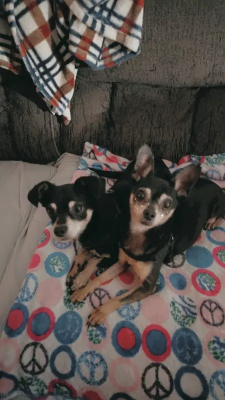 Meeco Rounded Ears - Chihuahua