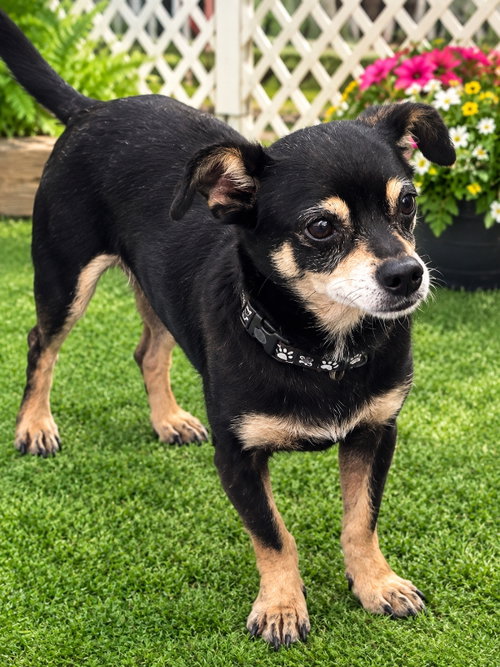 Meeco [rounded ears], a dog for adoption from Friends of Rocky Mount Animals