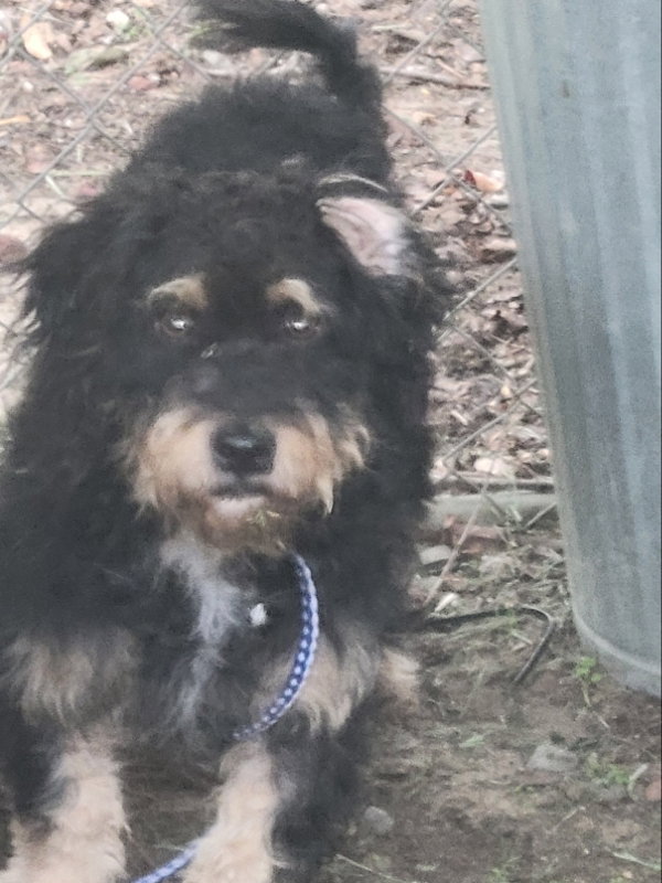 Brennan, Cockapoo