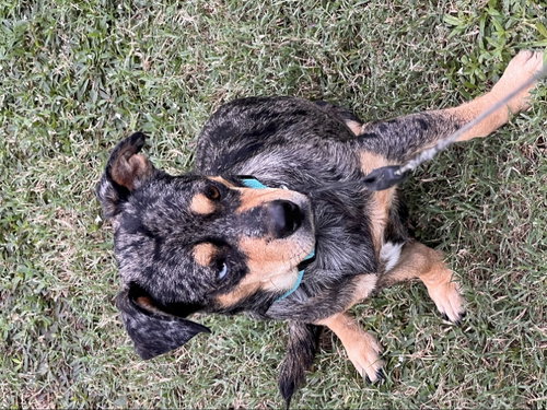 Smitty, a dog for adoption from Friends of Rocky Mount Animals