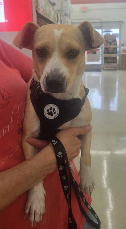June, a dog for adoption from Friends of Rocky Mount Animals