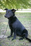 Chip - Photo 3