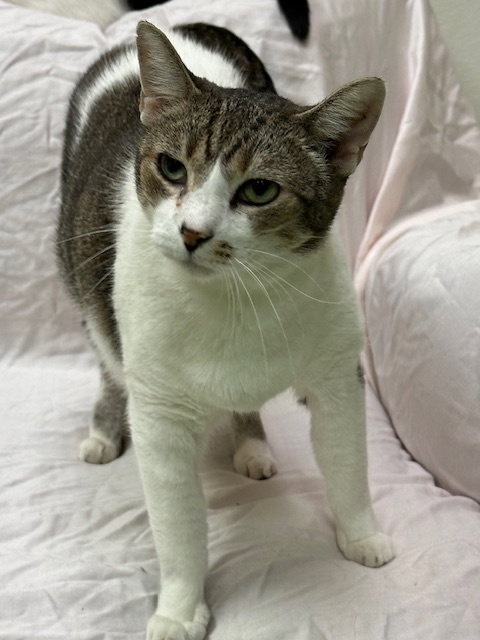 ST. FRANCIS - Tabby available for adoption