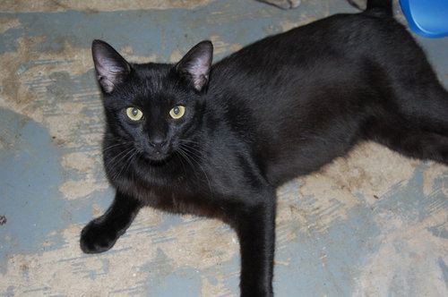 OTIS - American Shorthair available for adoption
