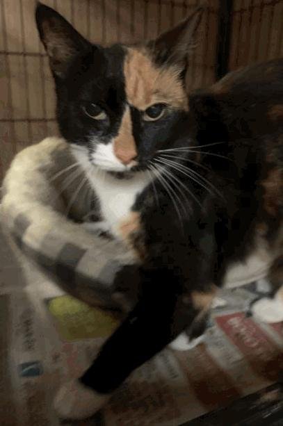 adoptable Cat in Jackson, MS named Trouble