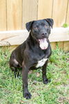 adoptable Dog in Jackson, MS named Duke