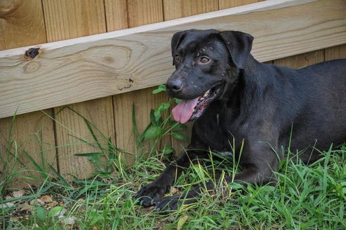DUKE - Labrador Retriever / American Staffordshire Terrier available for adoption
