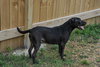 Duke - Photo 3