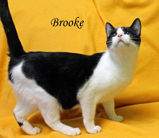 Brooke