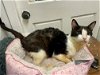 adoptable Cat in jackson, MS named Brooke