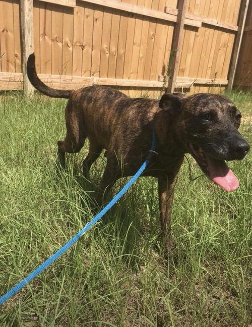 SERENITY - Plott Hound available for adoption