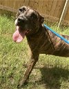 adoptable Dog in jackson, MS named Serenity