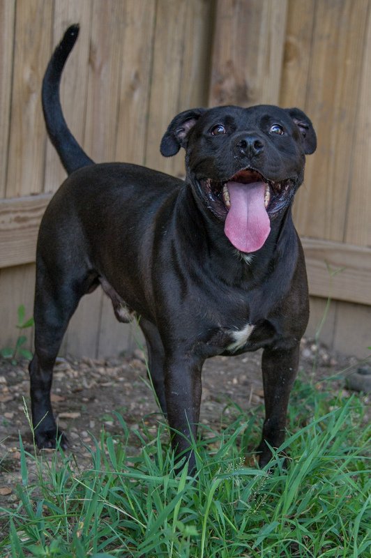 adoptable Dog in Jackson, MS named Bobby Brown