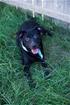 adoptable Dog in jackson, MS named Rhiana