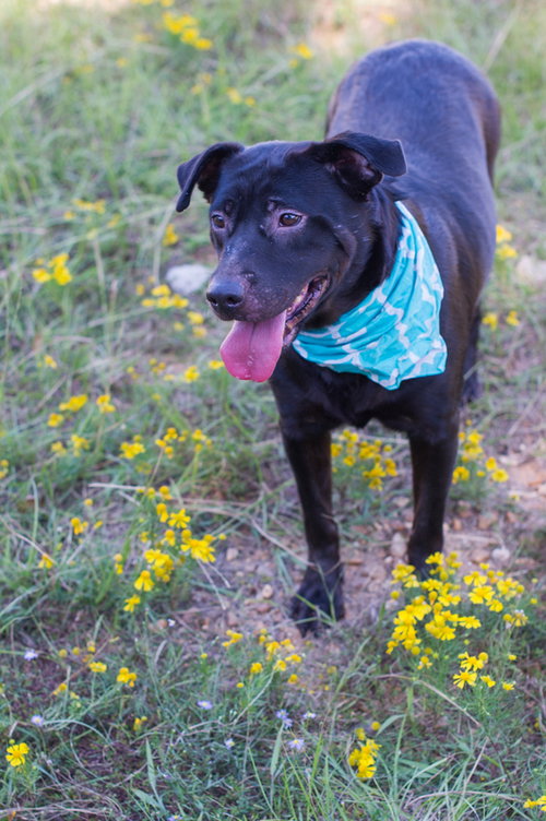 RHIANA - Labrador Retriever available for adoption