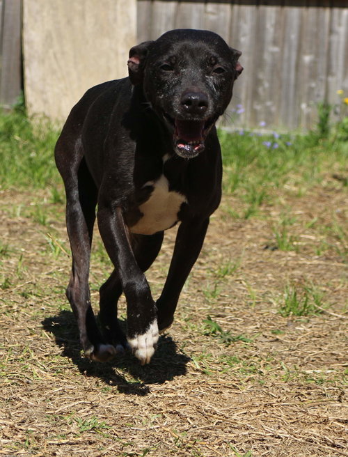 KHAULA - American Bulldog available for adoption