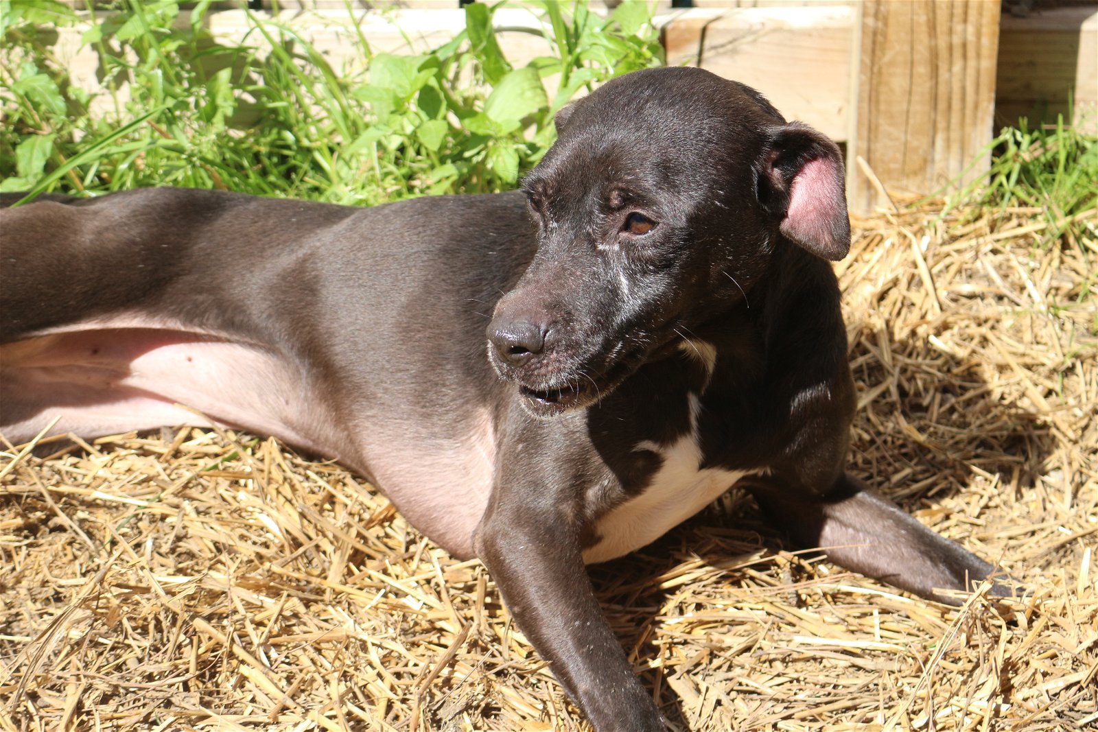 adoptable Dog in Jackson, MS named Khaula