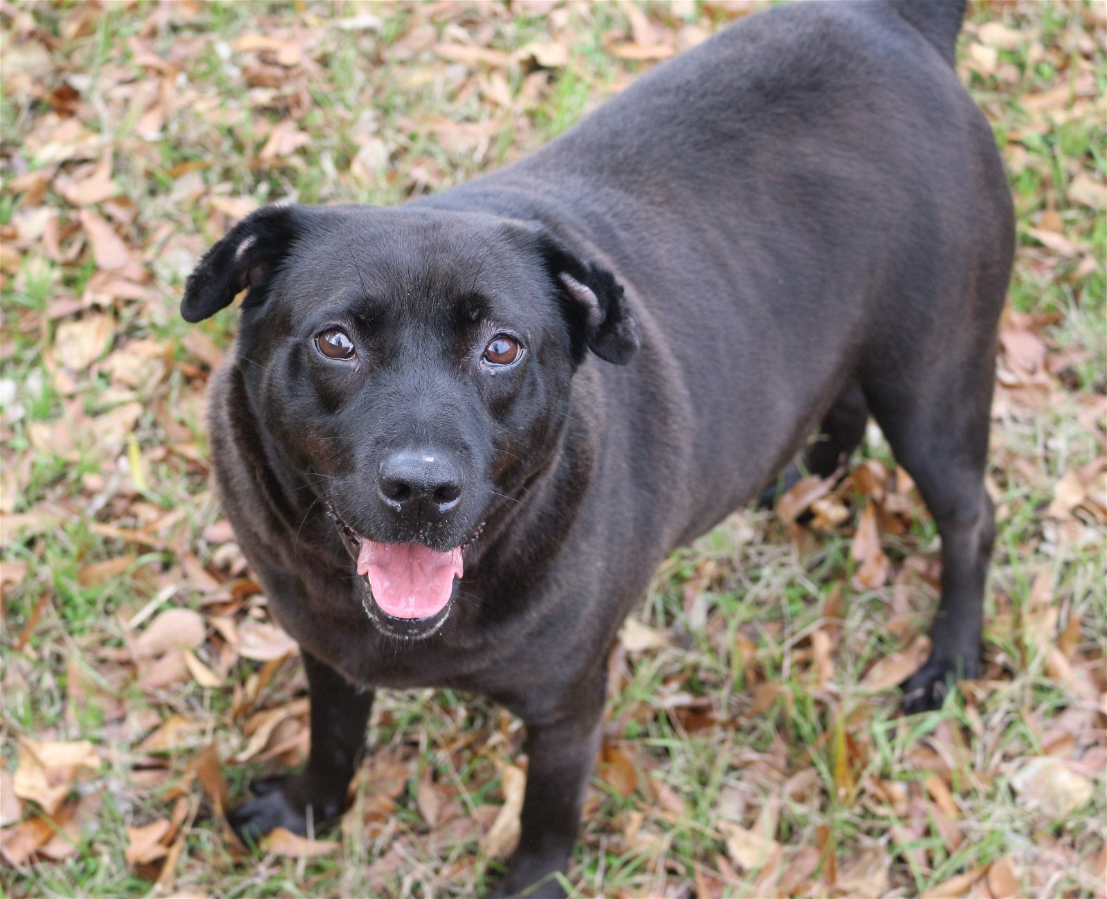 adoptable Dog in Jackson, MS named Opal